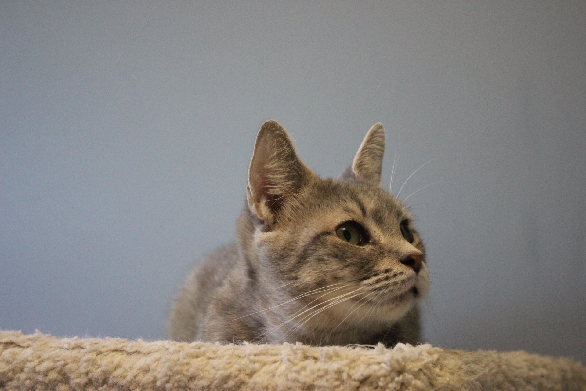 Wonton - Adopted! | North Country Animal League