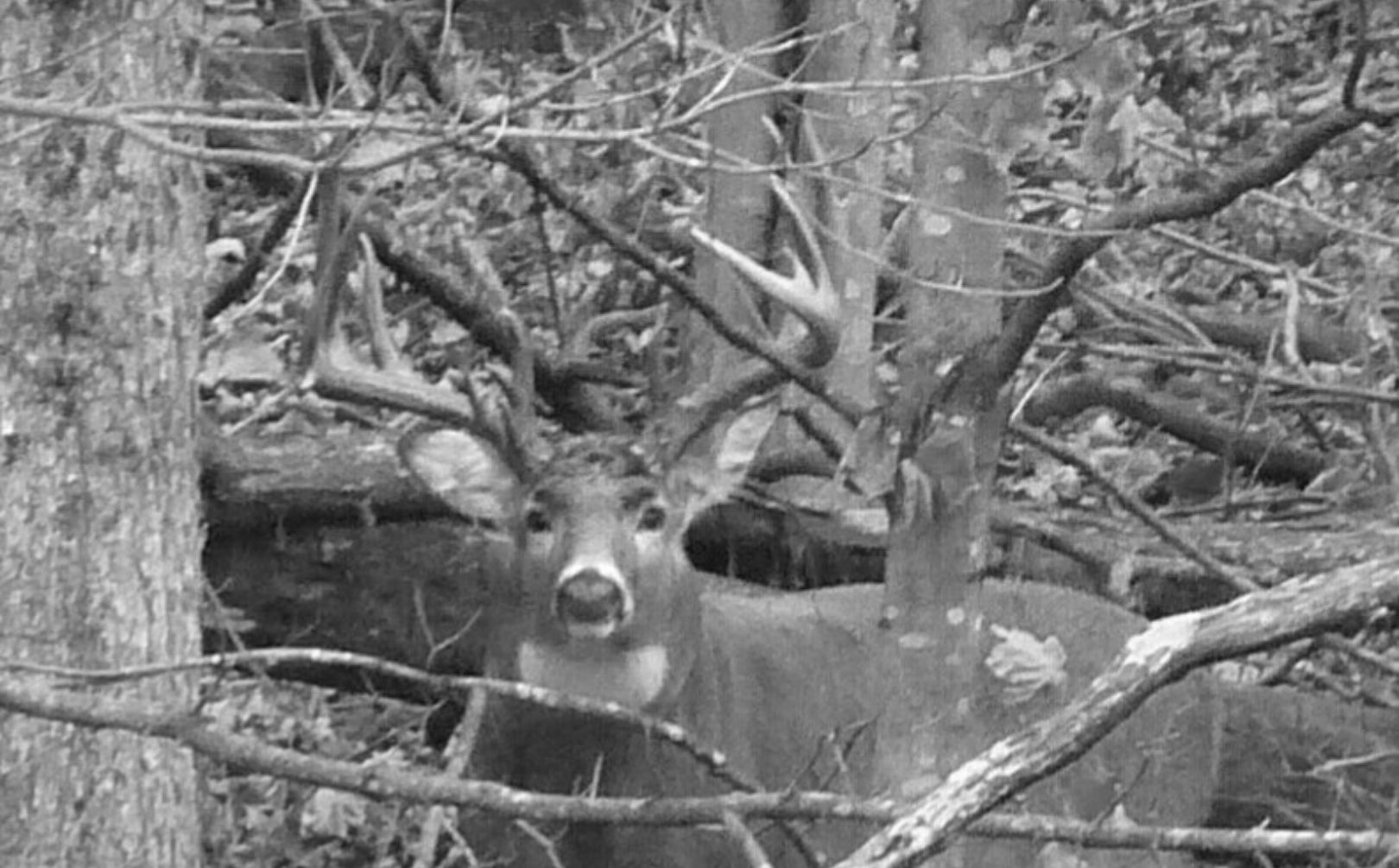2021 Whitetail Deer Rut Predictions | Calendar Printables